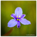 Dianella.. Flax Lily