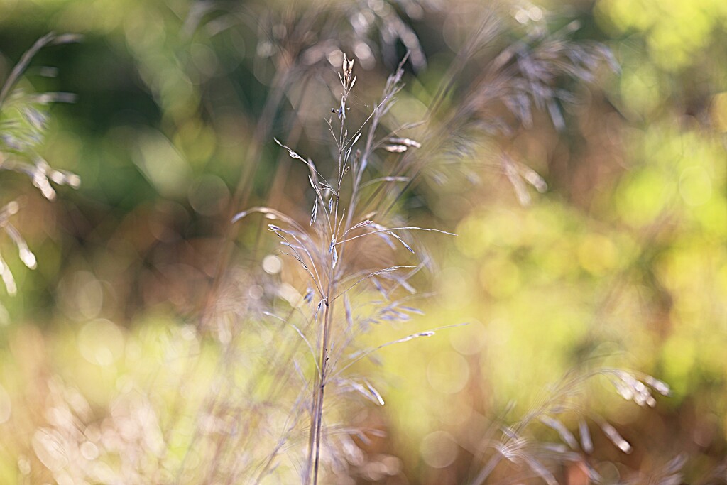 Delicate Weeds by lynnz