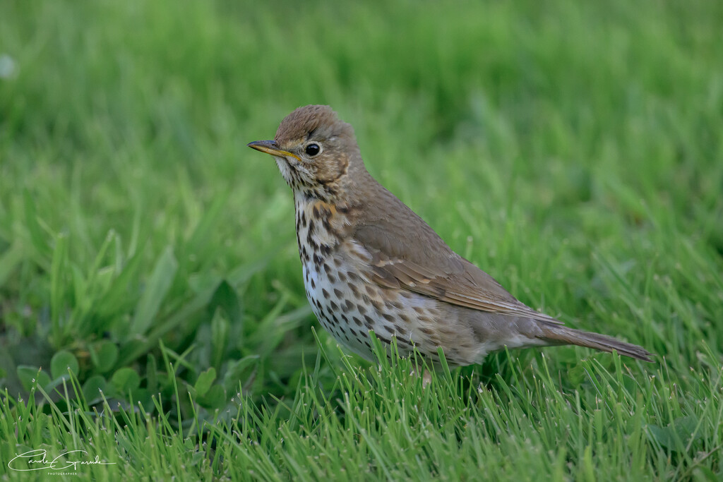 Thrush! by yorkshirekiwi