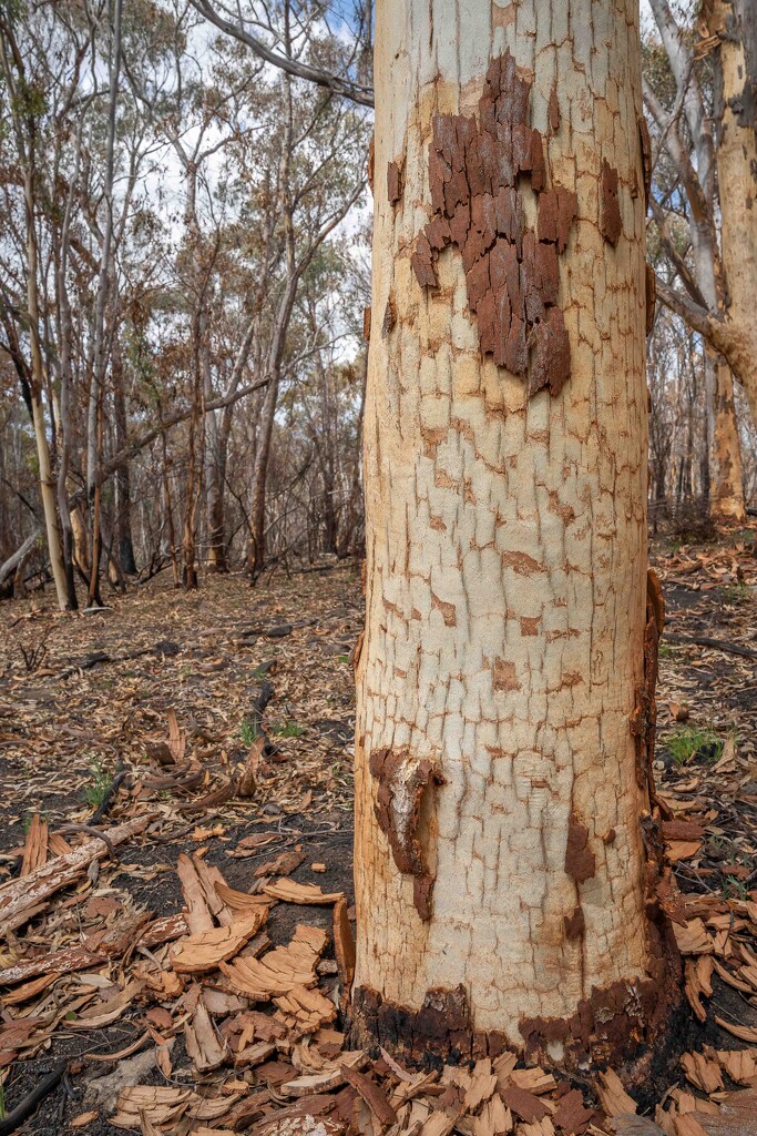 Burnt bark by pusspup