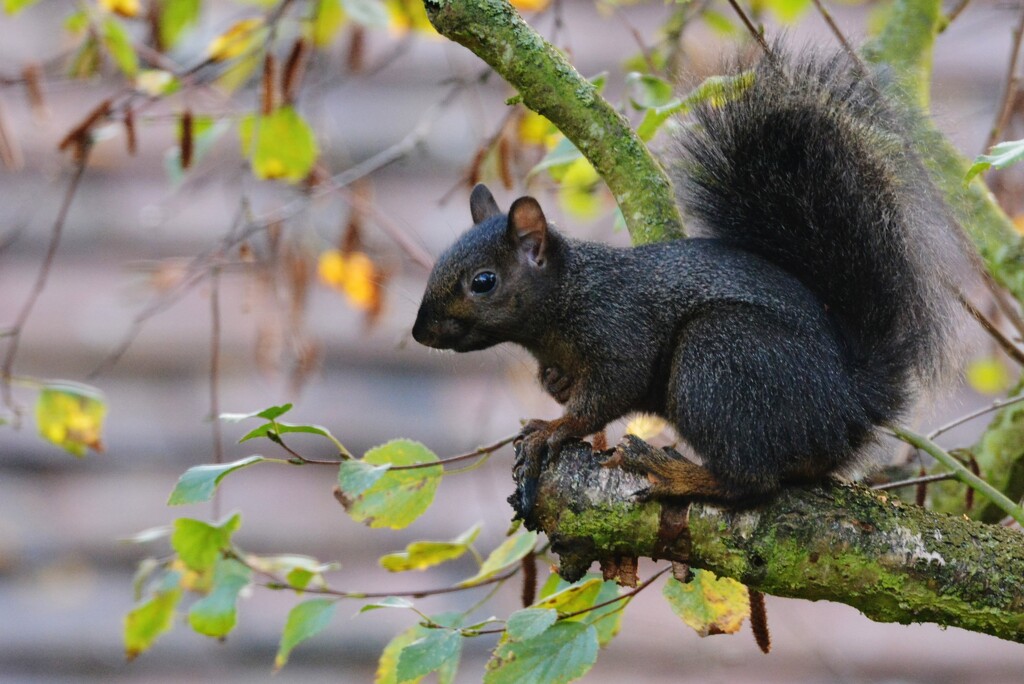 À black squirrel  by rosiekind