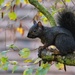 À black squirrel 