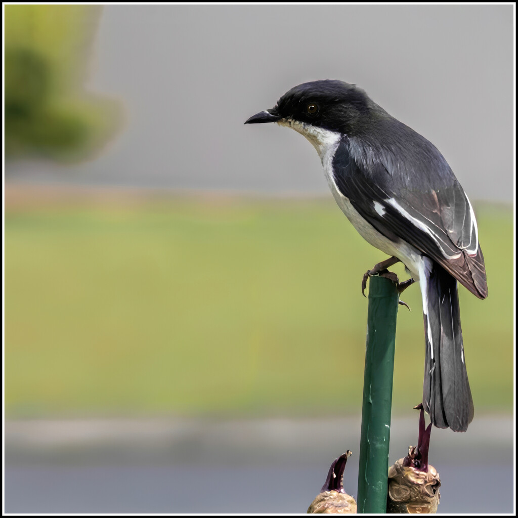 Yeserdays bird, by ludwigsdiana