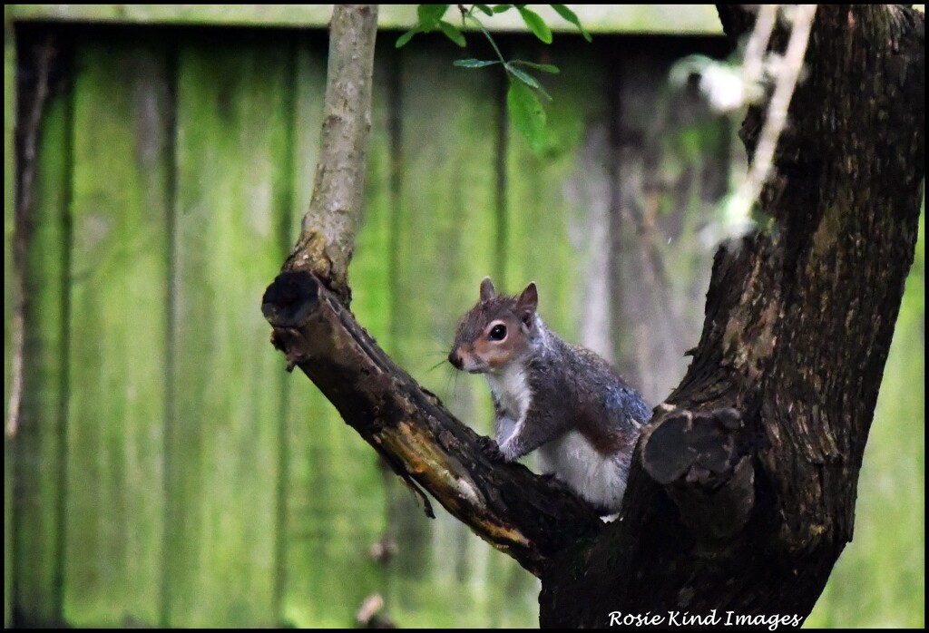 Peeping by rosiekind