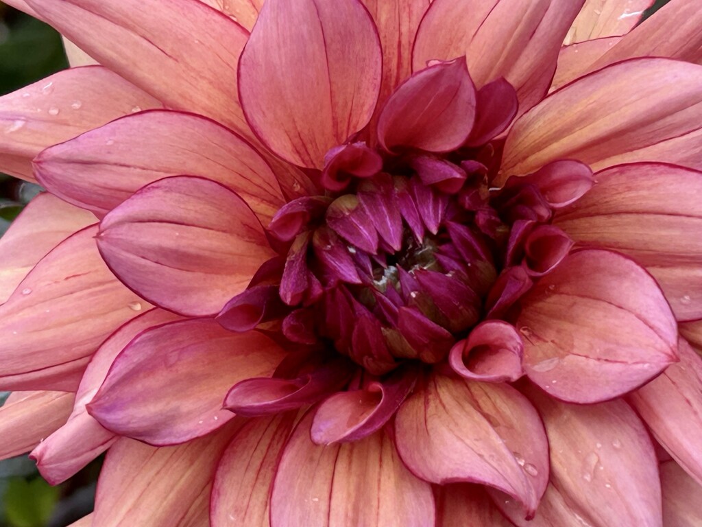 Dahlia by phil_sandford