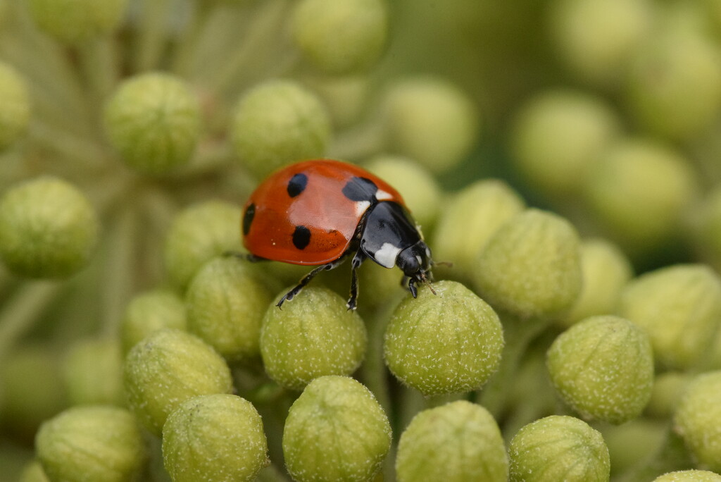 Ladybird by dragey74