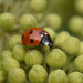 Ladybird