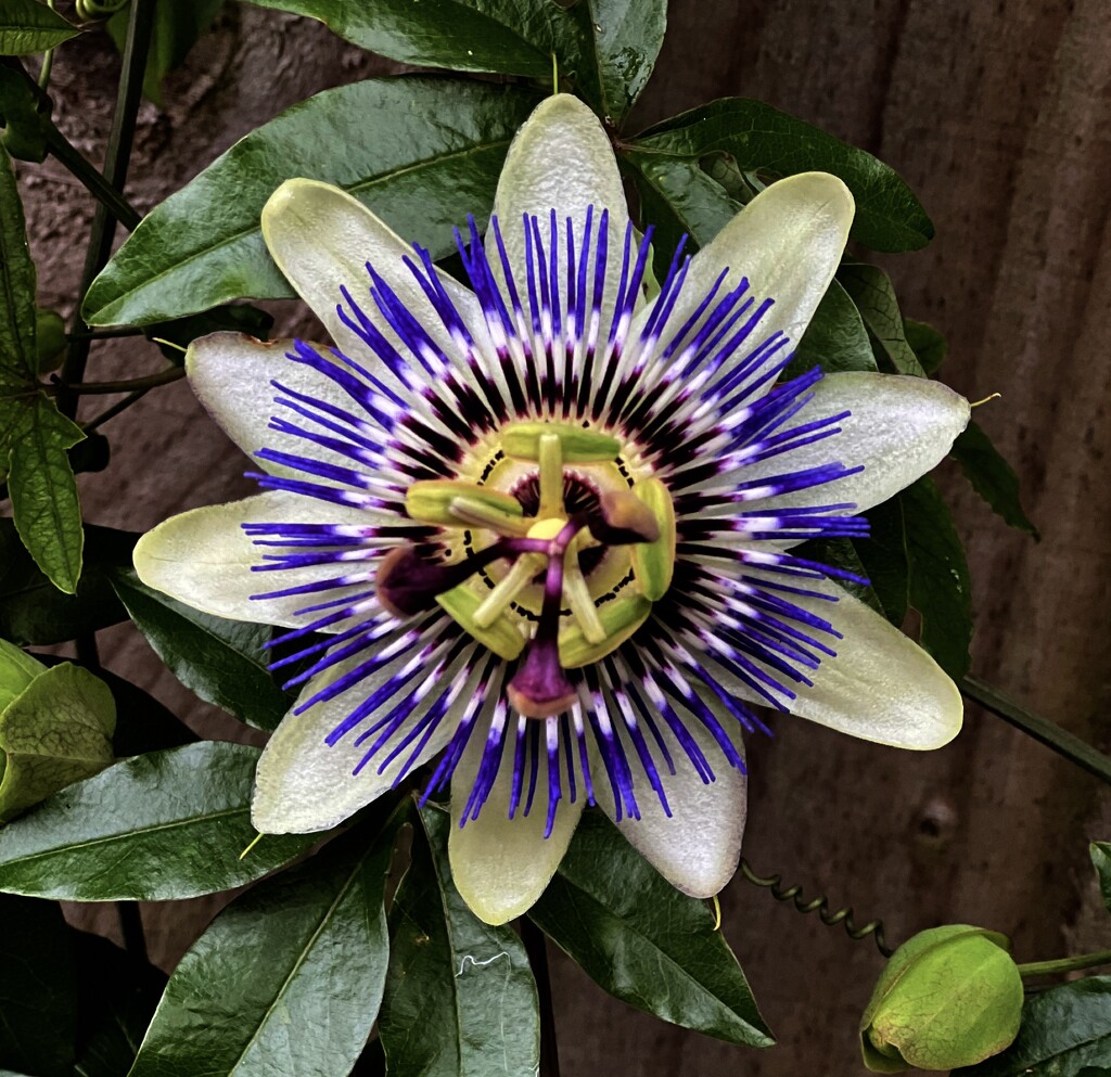 Passionflower  by tinley23