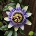 Passionflower 