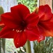 Amaryllis Number 2