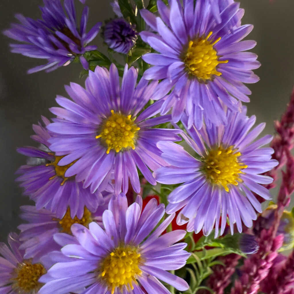 Part of a Bouquet by shutterbug49