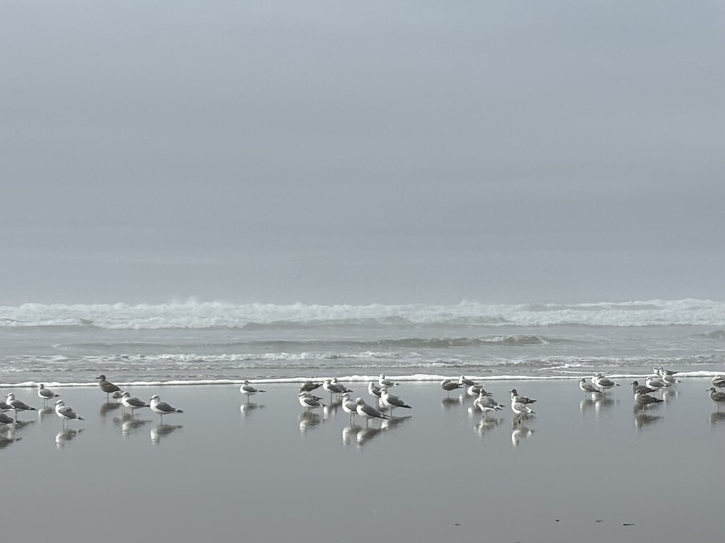 Coastal gulls by pirish