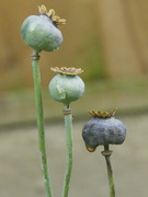 9th Oct 2024 - Poppy heads