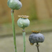 Poppy heads