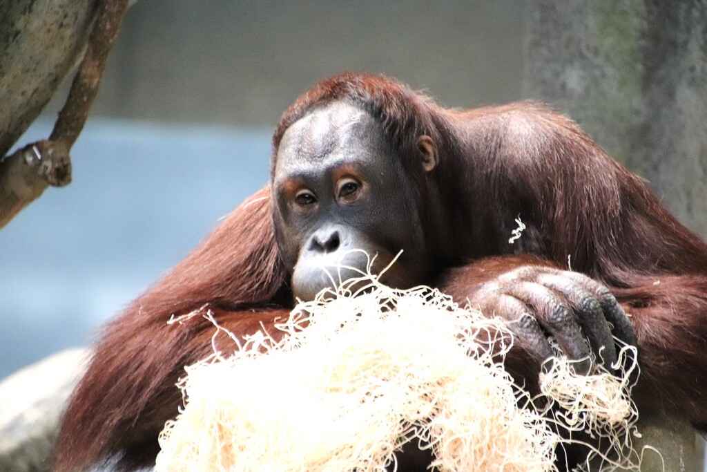 Orangutan Profile  by randy23