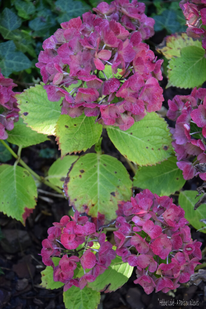 hortensia by parisouailleurs