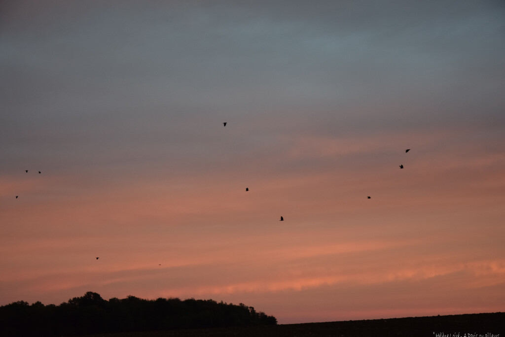 birds by parisouailleurs