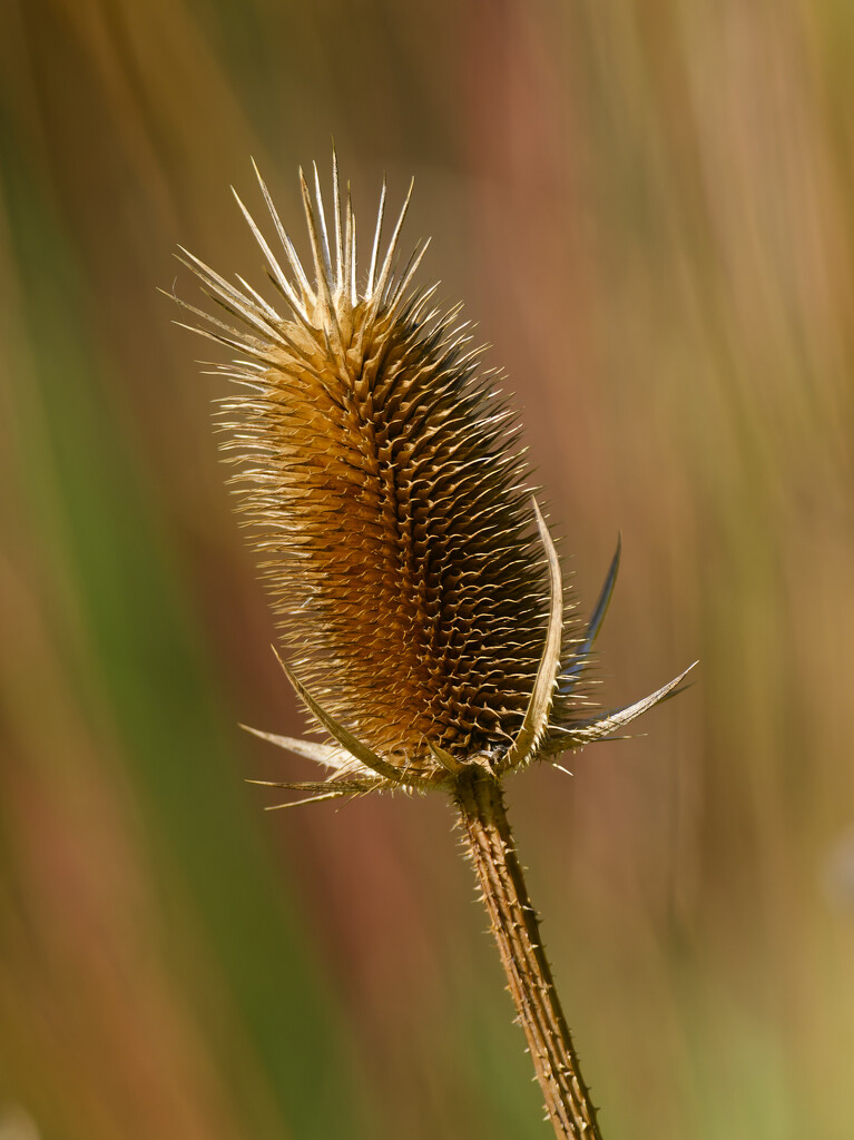 Cutleaf teasel by rminer