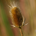 Cutleaf teasel