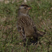 White-crowned Sparrow