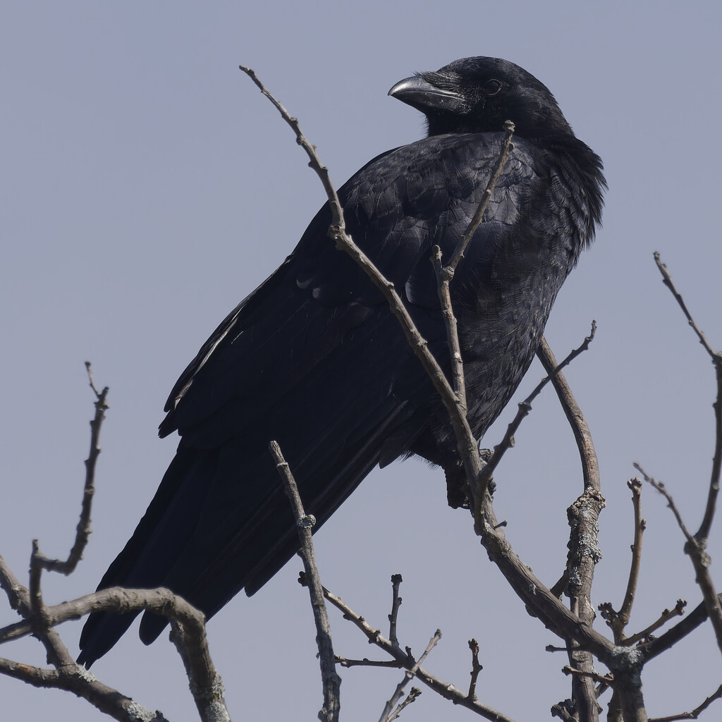 American crow by rminer