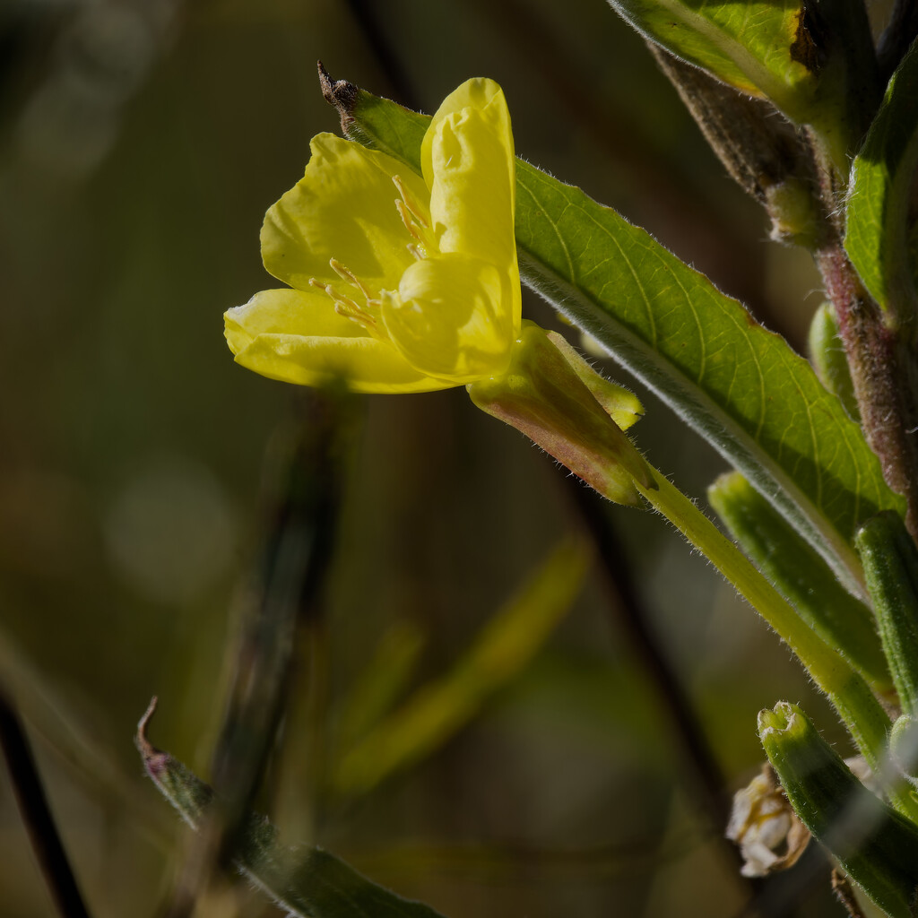 evening primrose by rminer