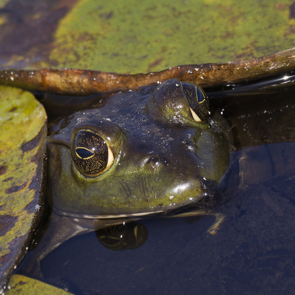 American bullfrog by rminer