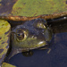 American bullfrog