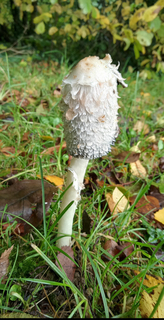 Shaggy Mane Inkcap by 365projectorgjoworboys