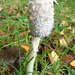 Shaggy Mane Inkcap