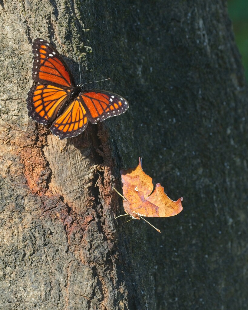 LHG_4796Question Mark,and Viceroy butterfly  CatIsland NWR by rontu