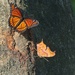 LHG_4796Question Mark,and Viceroy butterfly  CatIsland NWR