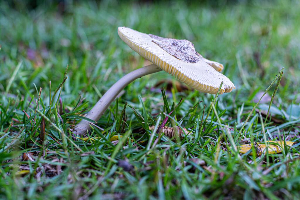 Leaning Fungus... by thewatersphotos