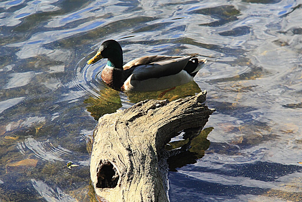 Lone Duck by digitalrn