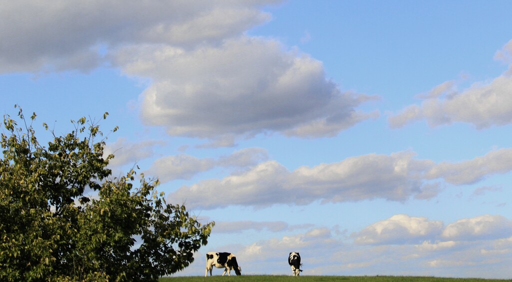 Cows On A Hill by digitalrn