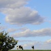 Cows On A Hill