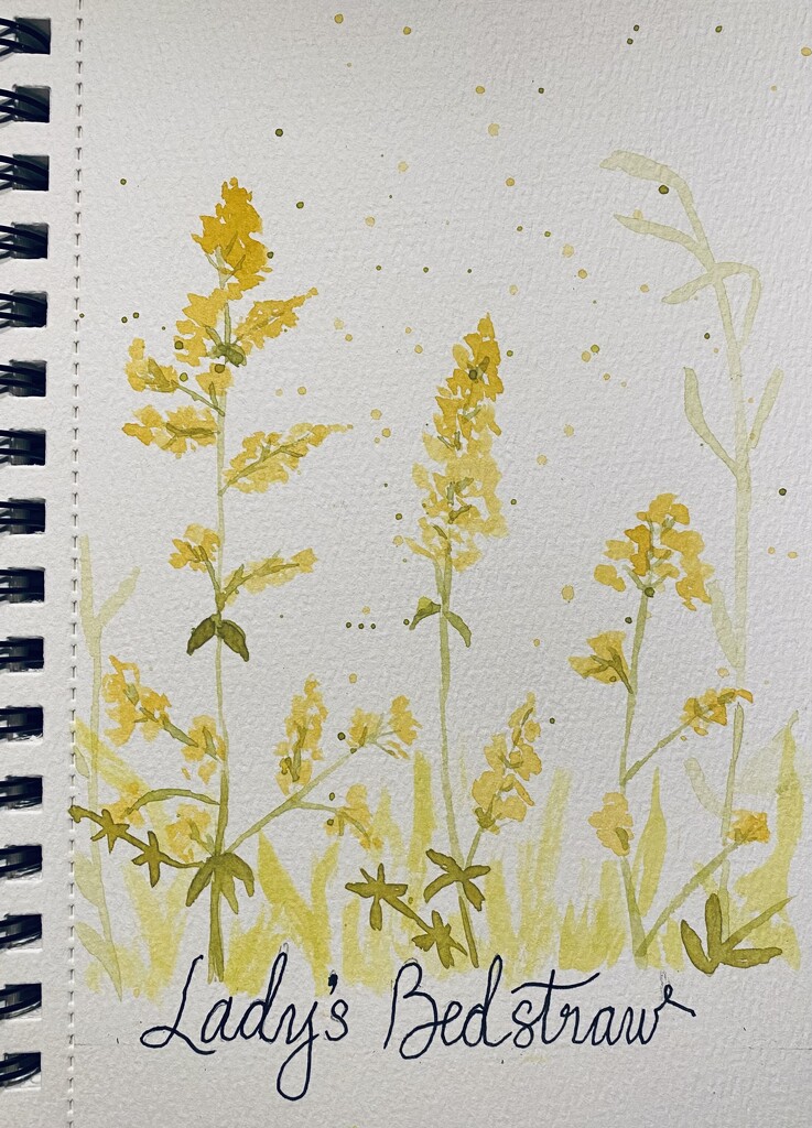 Lady’s Bedstraw watercolor by mtb24