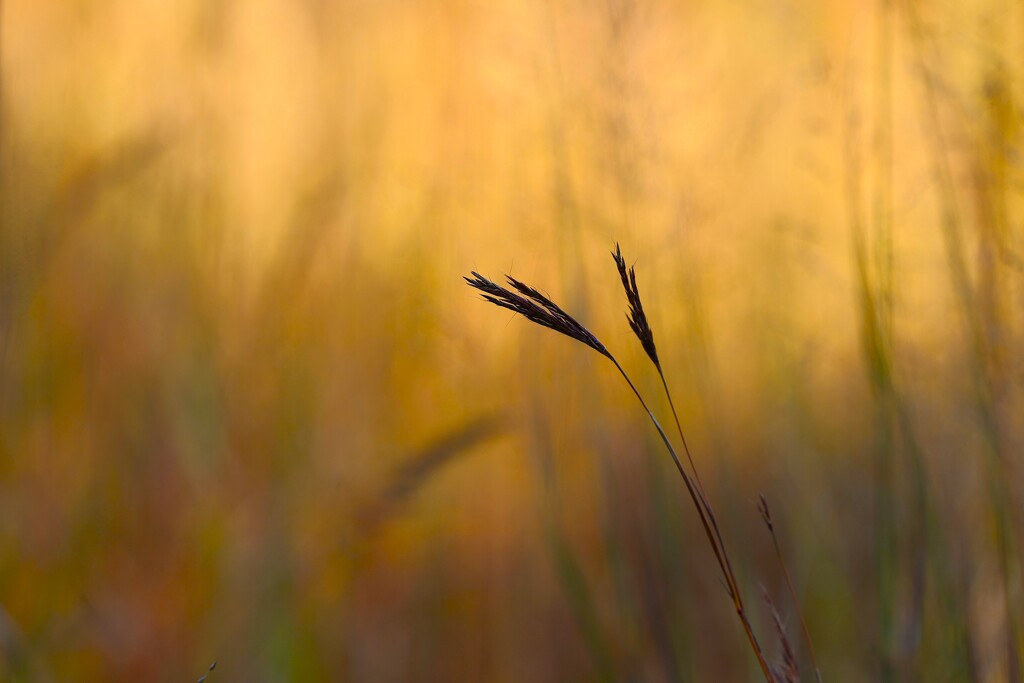 In the Weeds by lynnz