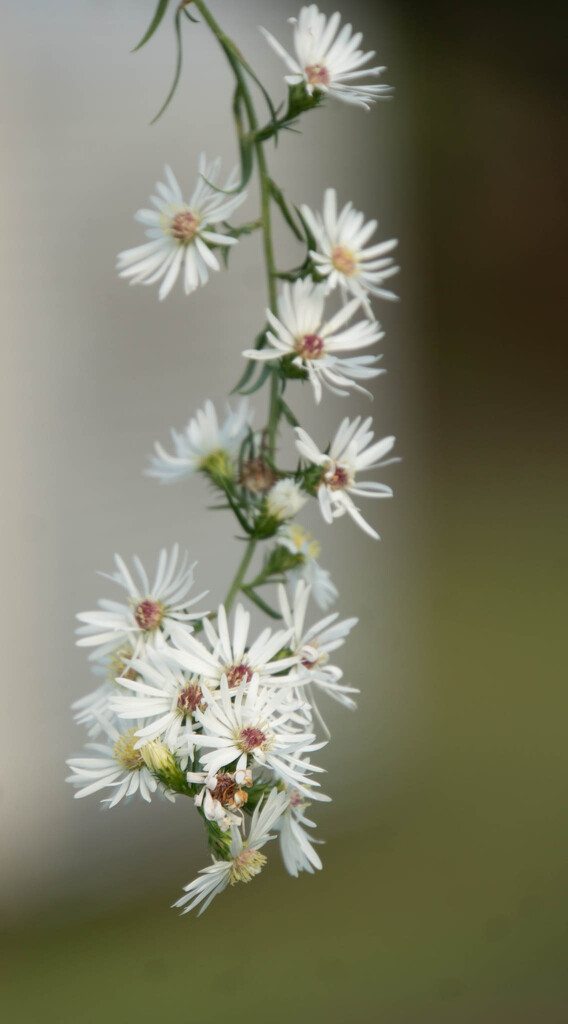 Trailing Asters by randystreat