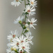 Trailing Asters