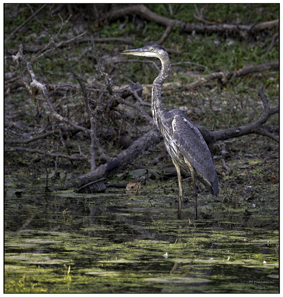 Great Blue Heron by bluemoon