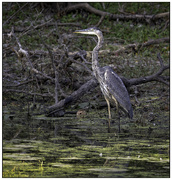 9th Oct 2024 - Great Blue Heron