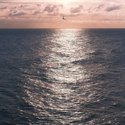 6th Oct 2024 - Shimmer