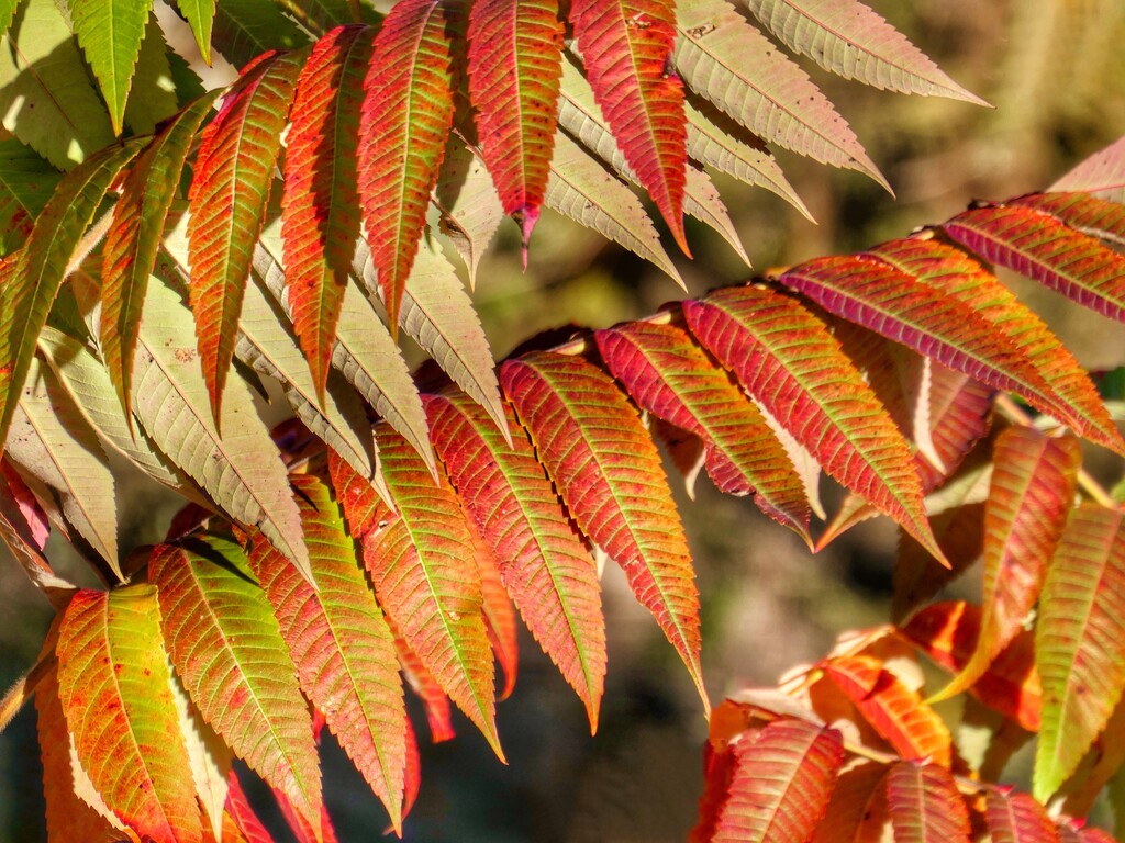 sumac leaves by amyk