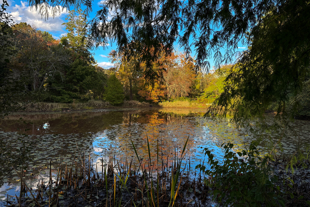 Autumn Reflections  by berelaxed