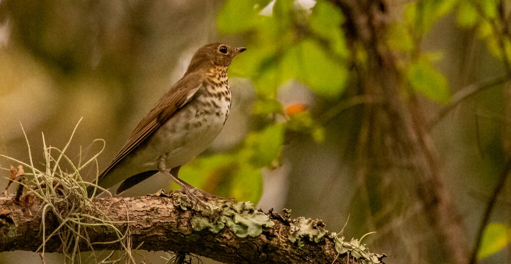 Brown Thrasher! by rickster549