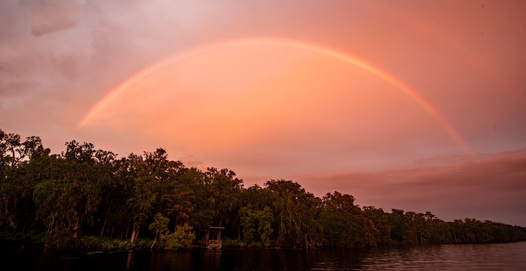 Rainbow Over the Tree's! by rickster549