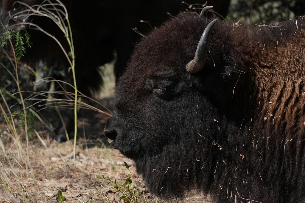 Bison by slaabs