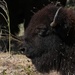 Bison