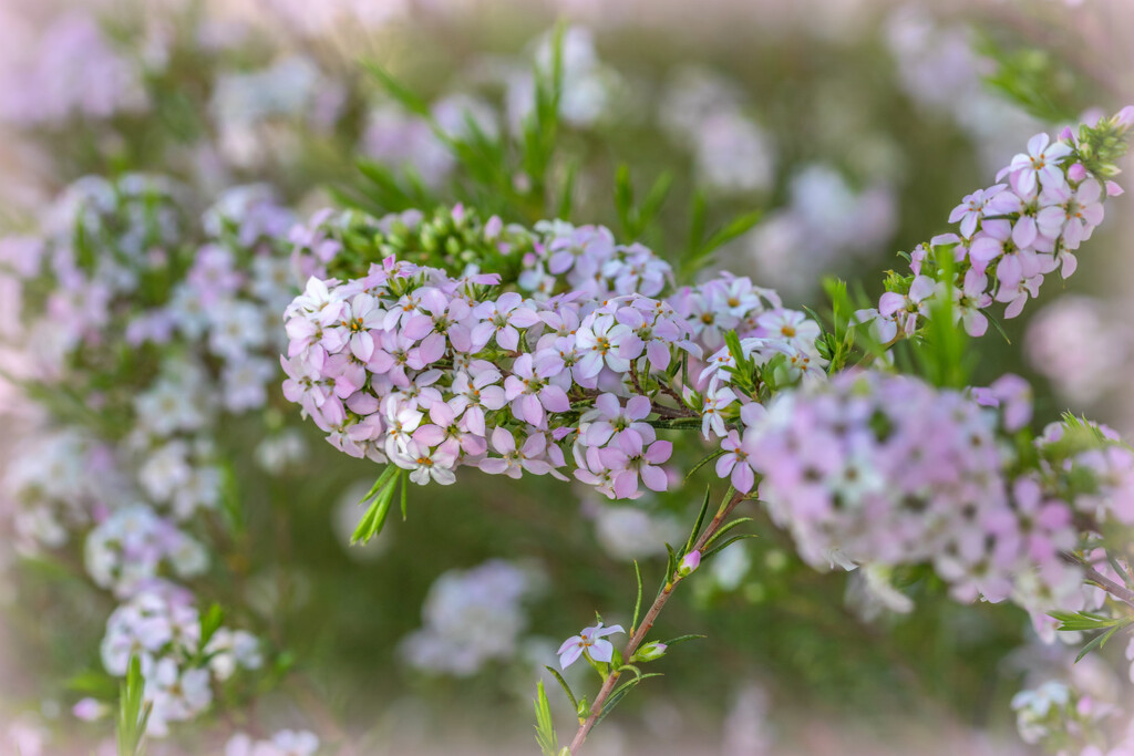 The tiniest litle blooms by ludwigsdiana